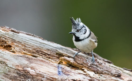 Close-up of bird perching on wood