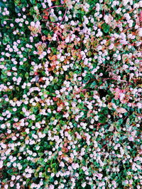 Full frame shot of flowering plants