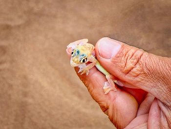 Close-up of person holding paper