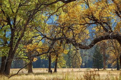 Trees on field during autumn