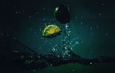 Close-up of jellyfish swimming in sea