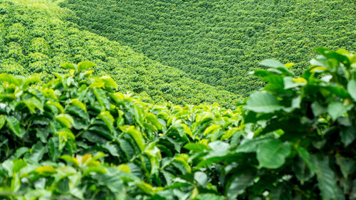View  of coffee plantation