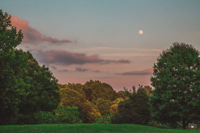 Trees on field against sky at sunset