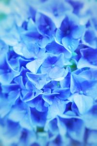 Full frame shot of blue flower