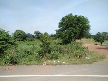 Trees growing on field by road against sky