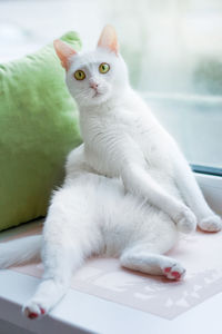
a white cat is resting on the windowsill.funny pose of a pet