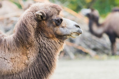 Close-up of giraffe on field