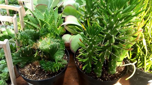 Close-up of potted plants growing outdoors