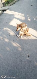 High angle view of a dog on road