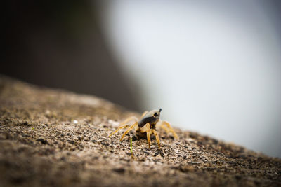 Close-up of insect on rock