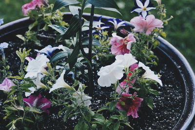 Close-up of flowers