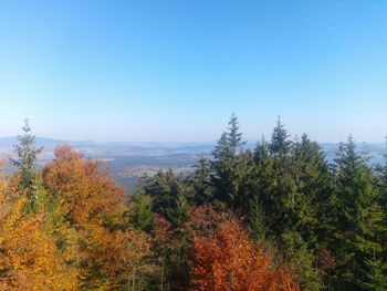 Trees growing in forest against clear sky during autumn