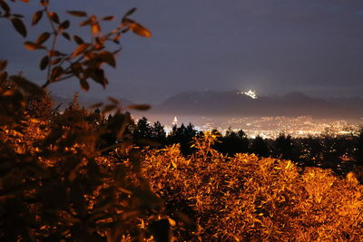 Trees on field against sky during sunset
