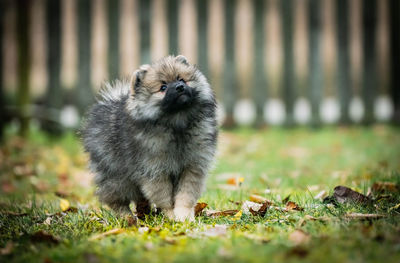 Portrait of a dog on field