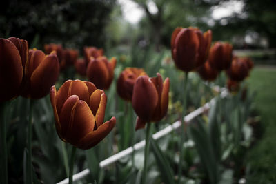 Close-up of red flowering plants on field