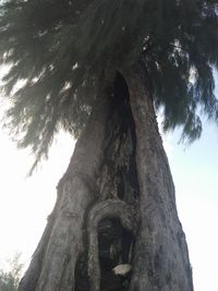 Low angle view of tree against sky