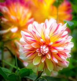 Close-up of dahlia blooming outdoors