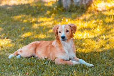 Portrait of golden retriever sitting in grass