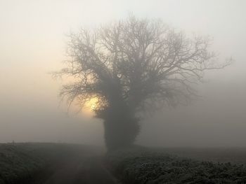 Silhouette trees on landscape against sky during foggy weather