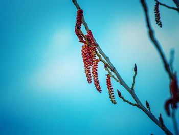 Low angle view of red flowering plant against blue sky