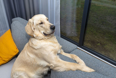 A young male golden retriever lies on the couch backrest in the living room of the home.