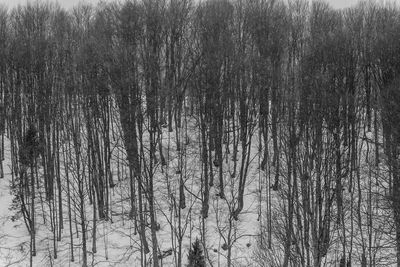 Bare trees in forest during winter