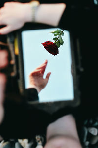 Close-up of hand holding red flower