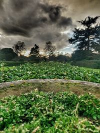 Scenic view of field against cloudy sky