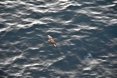 High angle view of jellyfish swimming in sea