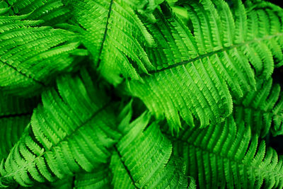 Full frame shot of green leaves