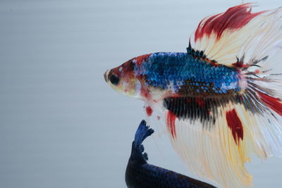 Close-up of fish underwater