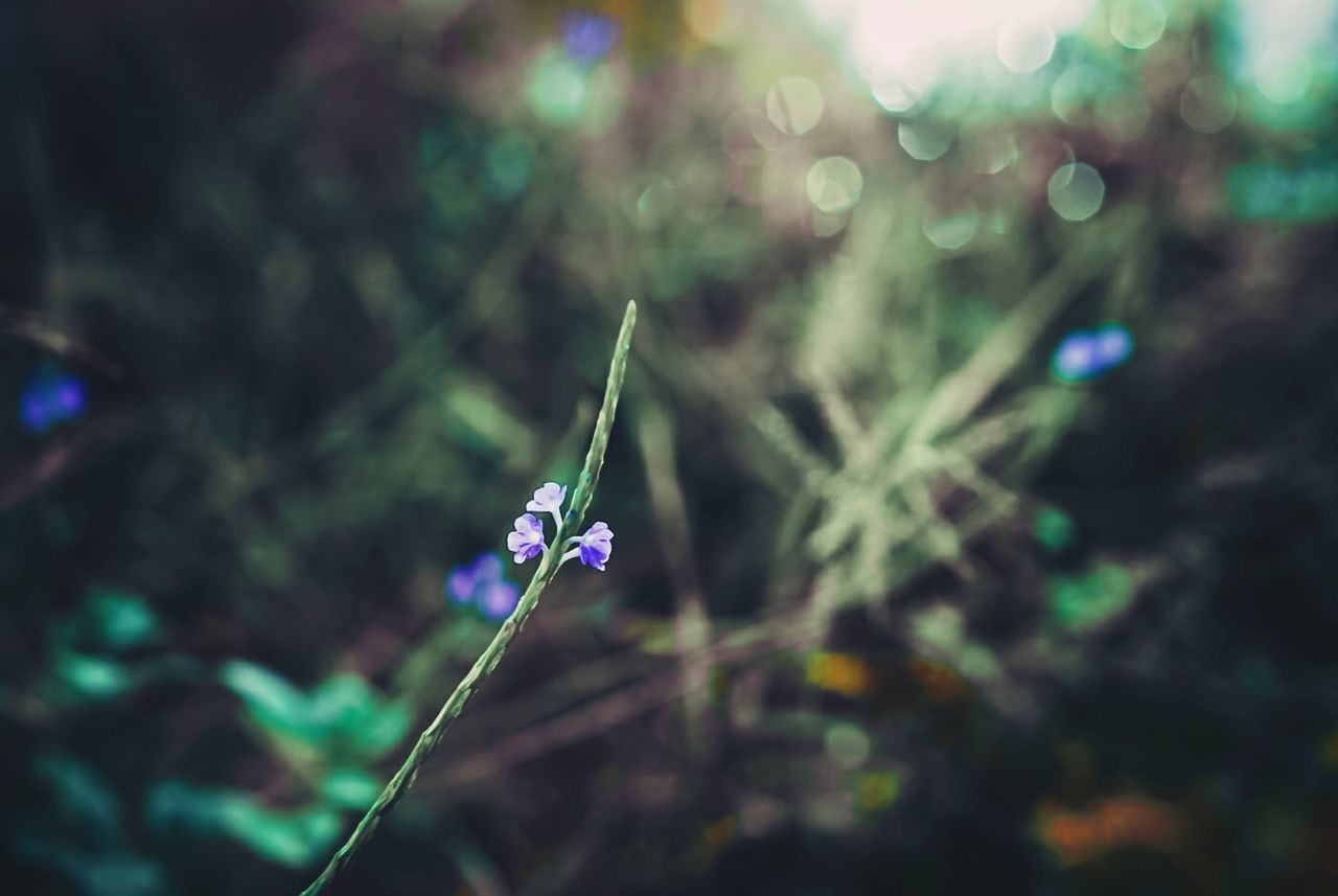 plant, flower, flowering plant, freshness, beauty in nature, fragility, vulnerability, growth, focus on foreground, close-up, nature, day, purple, no people, land, plant stem, selective focus, petal, outdoors, flower head