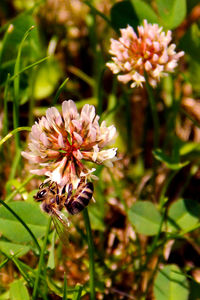 Close-up of flowers