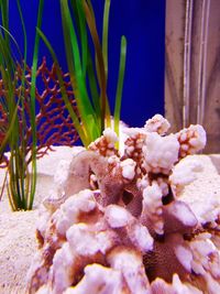 Close-up of coral in sea