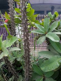 Close-up of fresh green leaves in back yard