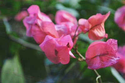 Close-up of pink flowering plant