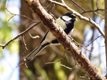 Low angle view of bird perching on branch