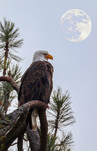 Low angle view of eagle perching on tree against sky