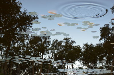 Reflection of trees in water