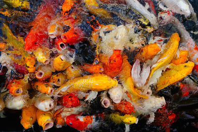 High angle view of koi carps swimming in sea