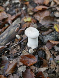 High angle view of mushrooms