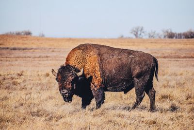 American bison standing on grassy field