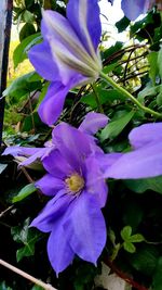 Close-up of flower