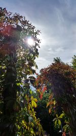 Close-up of tree against sky