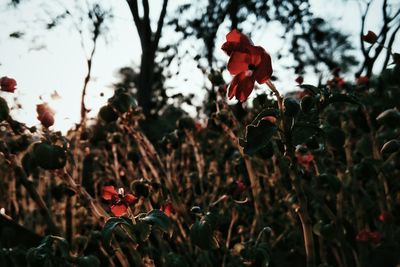 Close-up of red flower blooming in field