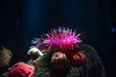 Close-up of coral swimming in sea