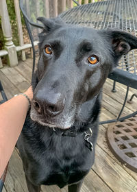 Close-up portrait of black dog