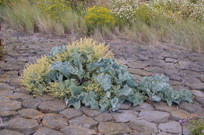 Close-up of plant growing outdoors