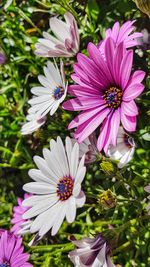 High angle view of pink flowering plant