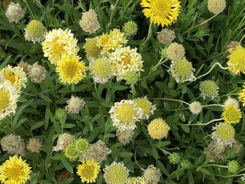 High angle view of yellow flowers blooming outdoors
